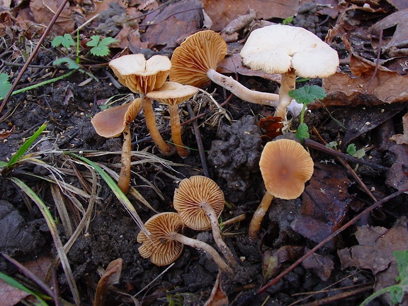 Tubaria hiemalis var. hiemalis